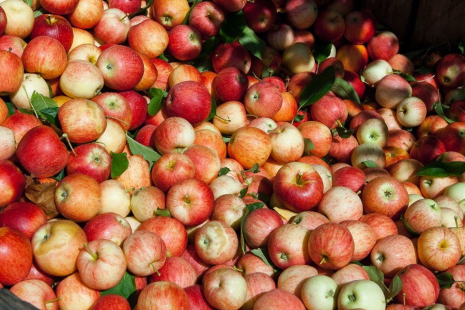 Foto af Mark Stebnicki: https://www.pexels.com/photo/bunch-of-red-and-orange-apples-2253316/