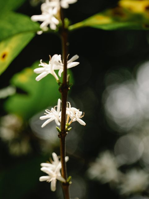 Foto af Michael Burrows: https://www.pexels.com/photo/stem-of-arabica-coffee-with-blooming-flowers-on-plantation-7125470/