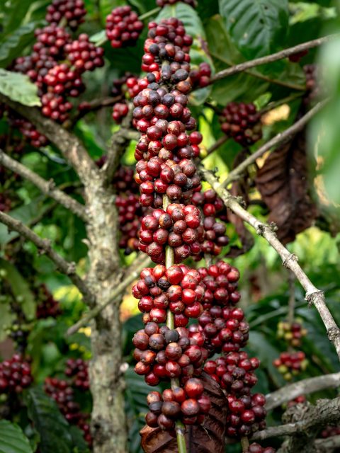 Foto af Quang Nguyen Vinh: https://www.pexels.com/photo/close-up-of-coffee-growing-on-a-tree-14776855/
