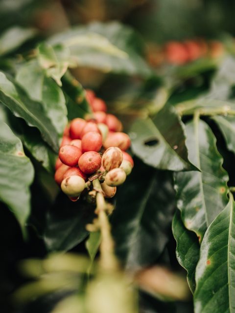 Foto af Lorena Villarreal: https://www.pexels.com/photo/close-up-of-berries-of-coffea-robusta-16638674/